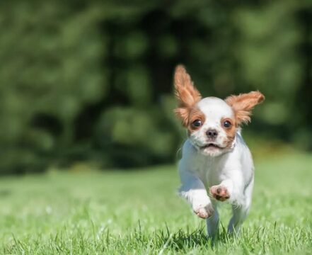 cavalier-king-charles-spaniel