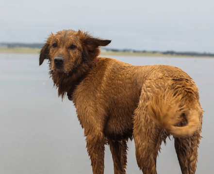 chesapeake-bay-retriever