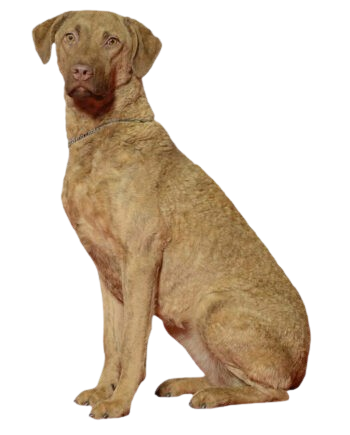 chesapeake-bay-retriever-guia-racas-350x435-removebg-preview