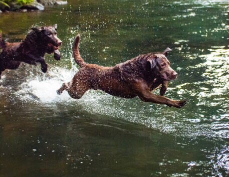 chesapeake-bay-retriever-saudavel