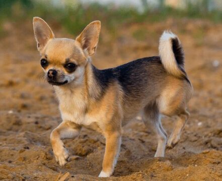 chihuahua