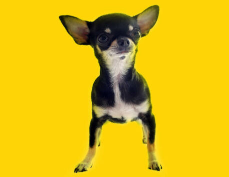 chihuahua-filhote