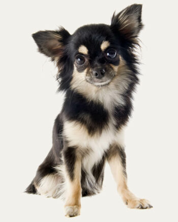 chihuahua-guia-racas