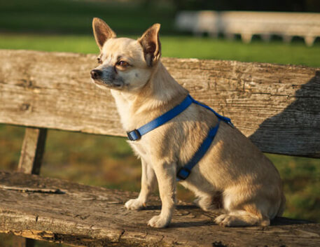 chihuahua-saudavel