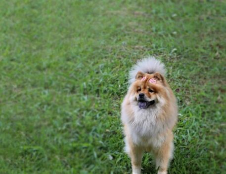 chow-chow-1