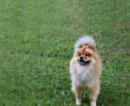 chow-chow