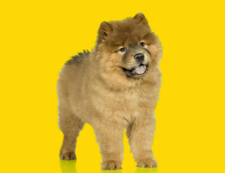 chow-chow-filhote