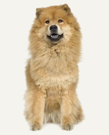 chow-chow-guia-racas
