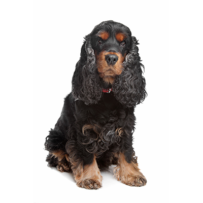 cocker-spaniel-ingles