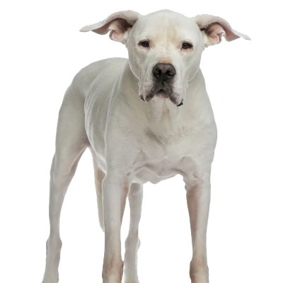 dogo-argentino