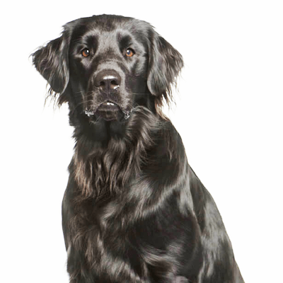 flat-coated-retriever