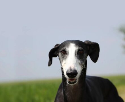 galgo-espanhol