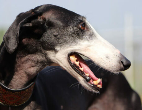 galgo-espanhol-saudavel