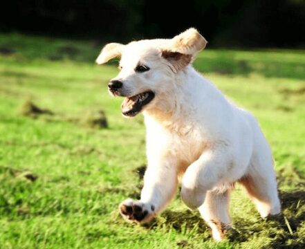 golden-retriever