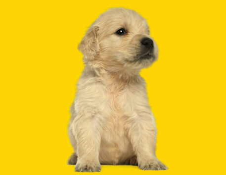 golden-retriever-filhote
