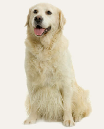 golden-retriever-guia-racas