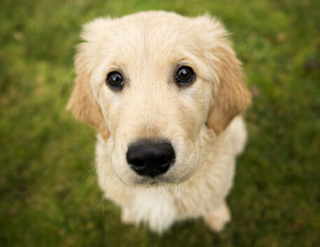 golden-retriever-saudavel