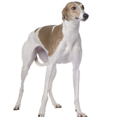 greyhound-relacionada