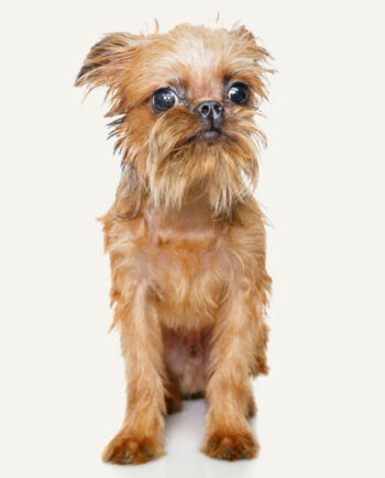 griffon-guia-racas