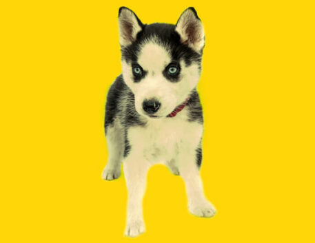 husky-siberiano-filhote