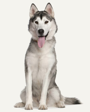 husky-siberiano-guia-racas