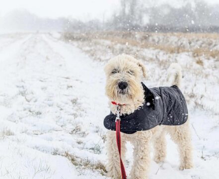irish-soft-coated-wheaten-terrier