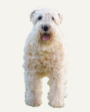 irish-soft-coated-wheaten-terrier-guia-racas