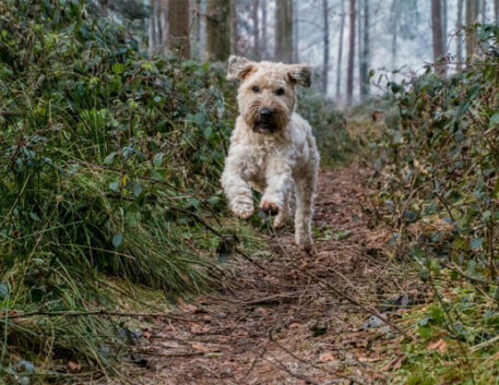 irish-soft-coated-wheaten-terrier-saudavel