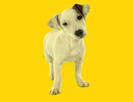 jack-russel-terrier-filhote