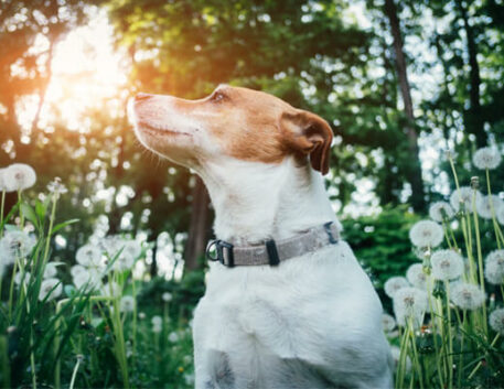 jack-russel-terrier-saudavel