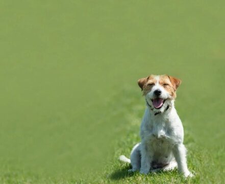 jack-russell-terrier