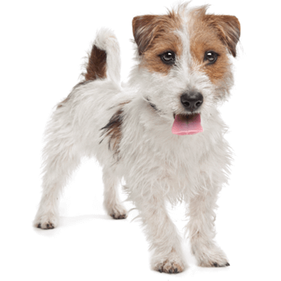 jack-russell-terrier