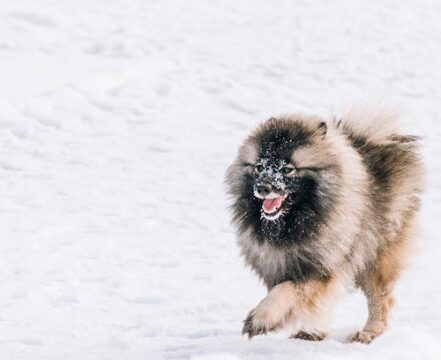 keeshond