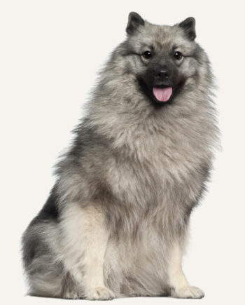 keeshond-guia-racas
