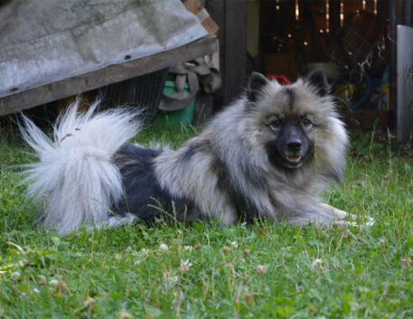 keeshond-saudavel