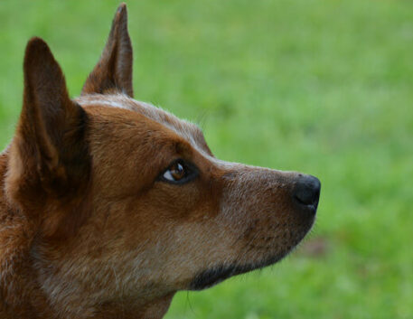 kelpie-australiano-saudavel