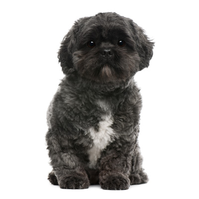lhasa-apso-petz