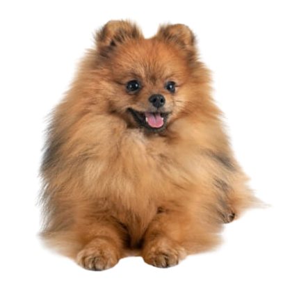 lulu-da-pomerania-removebg-preview