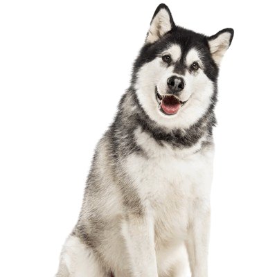 malamute-do-alasca-removebg-preview