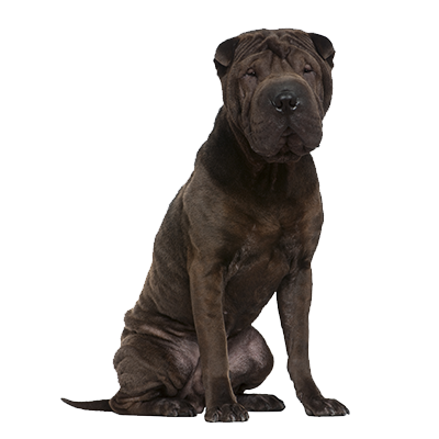 shar-pei