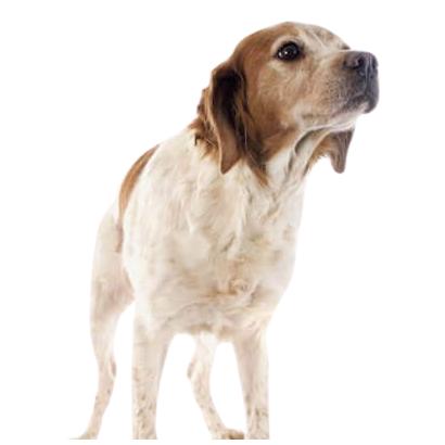 spaniel-bretao-1