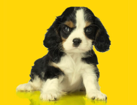 spaniel-filhote