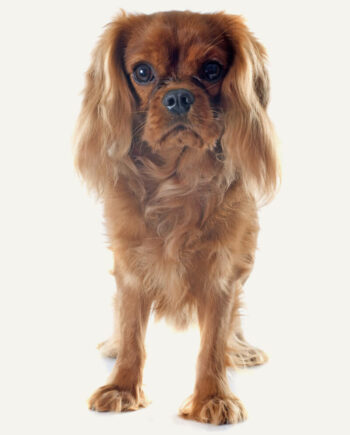 spaniel-guia-racas