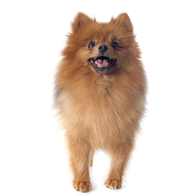 spitz-japones