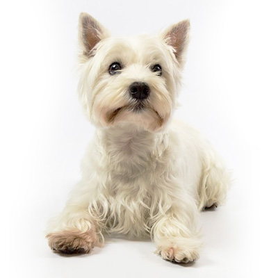 west-highland-white-terrier