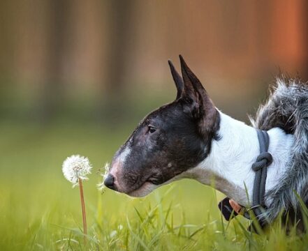 Bullterrier-Miniatura