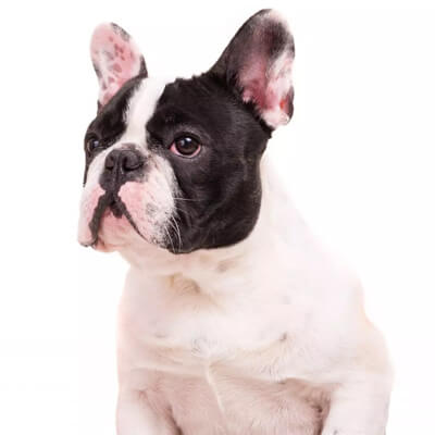 buldogue-frances