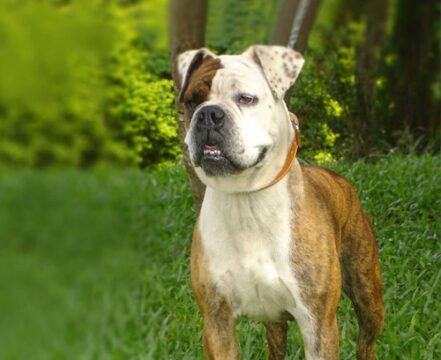 buldogue-serrano