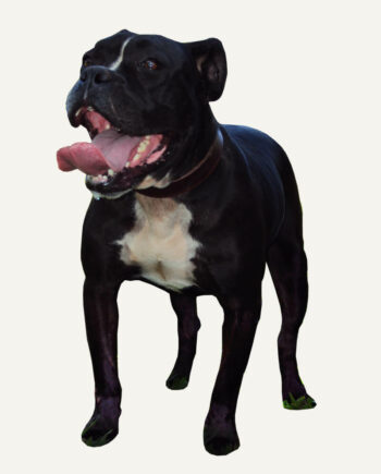 buldogue-serrano-guia-racas