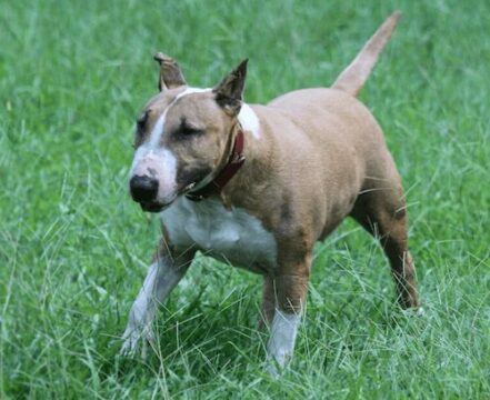 bull-terrier